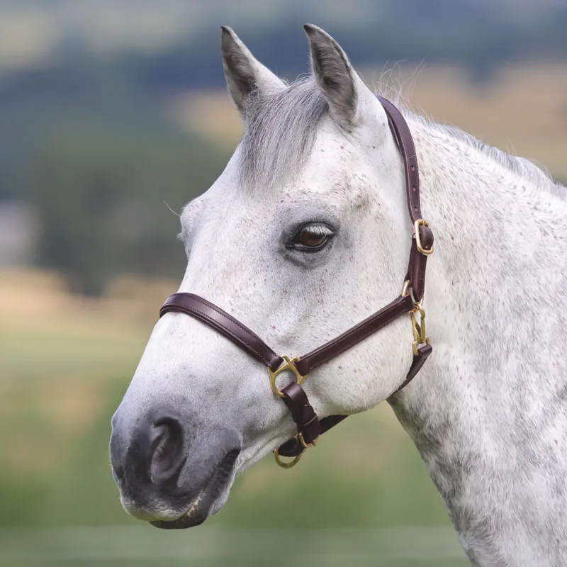 Velociti Gara Ragley Lined Leather Headcollar Havana-1