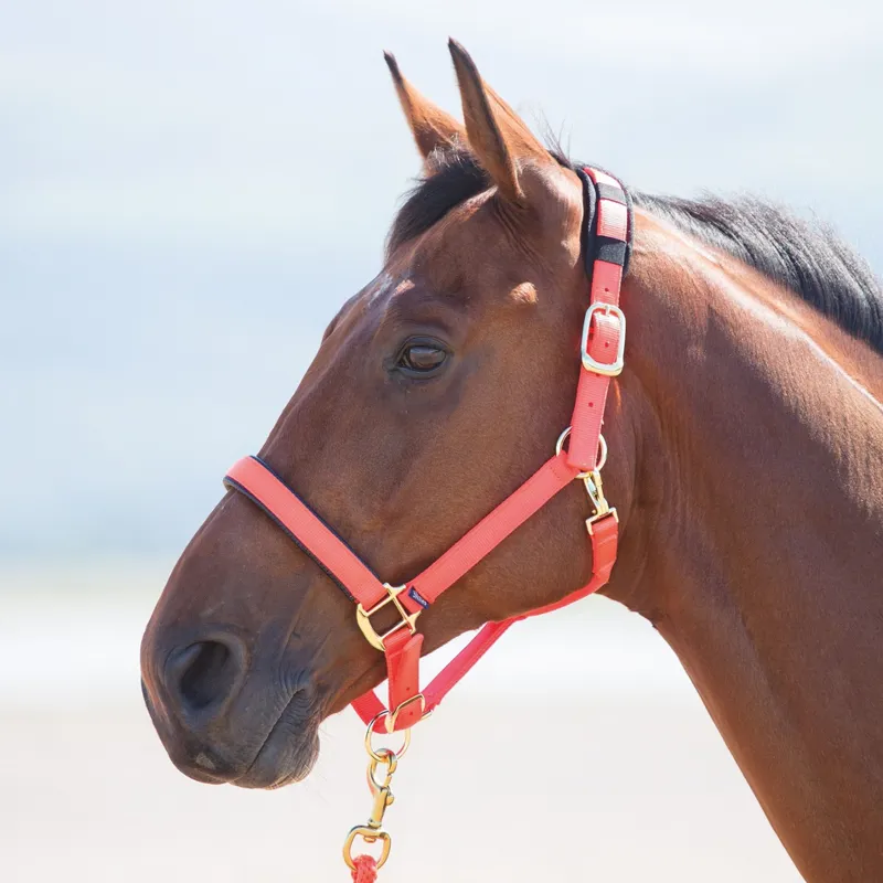 Shires Topaz Nylon Padded Headcollar Orange
