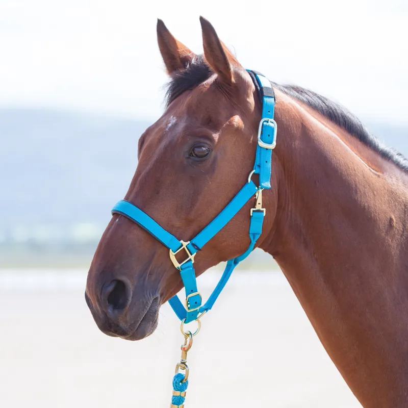 Shires Topaz Nylon Padded Headcollar Blue