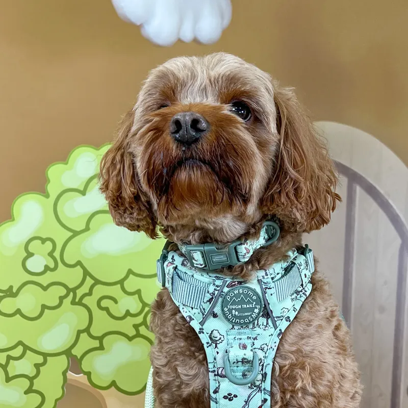 Disney 100 Aker Wood Collar