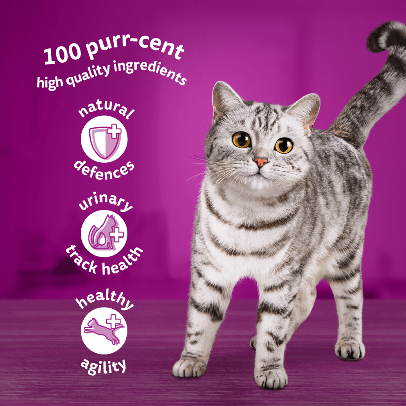 Whiskas Pouches Senior 7+ Poultry Feasts in Gravy 12 x 85g-1